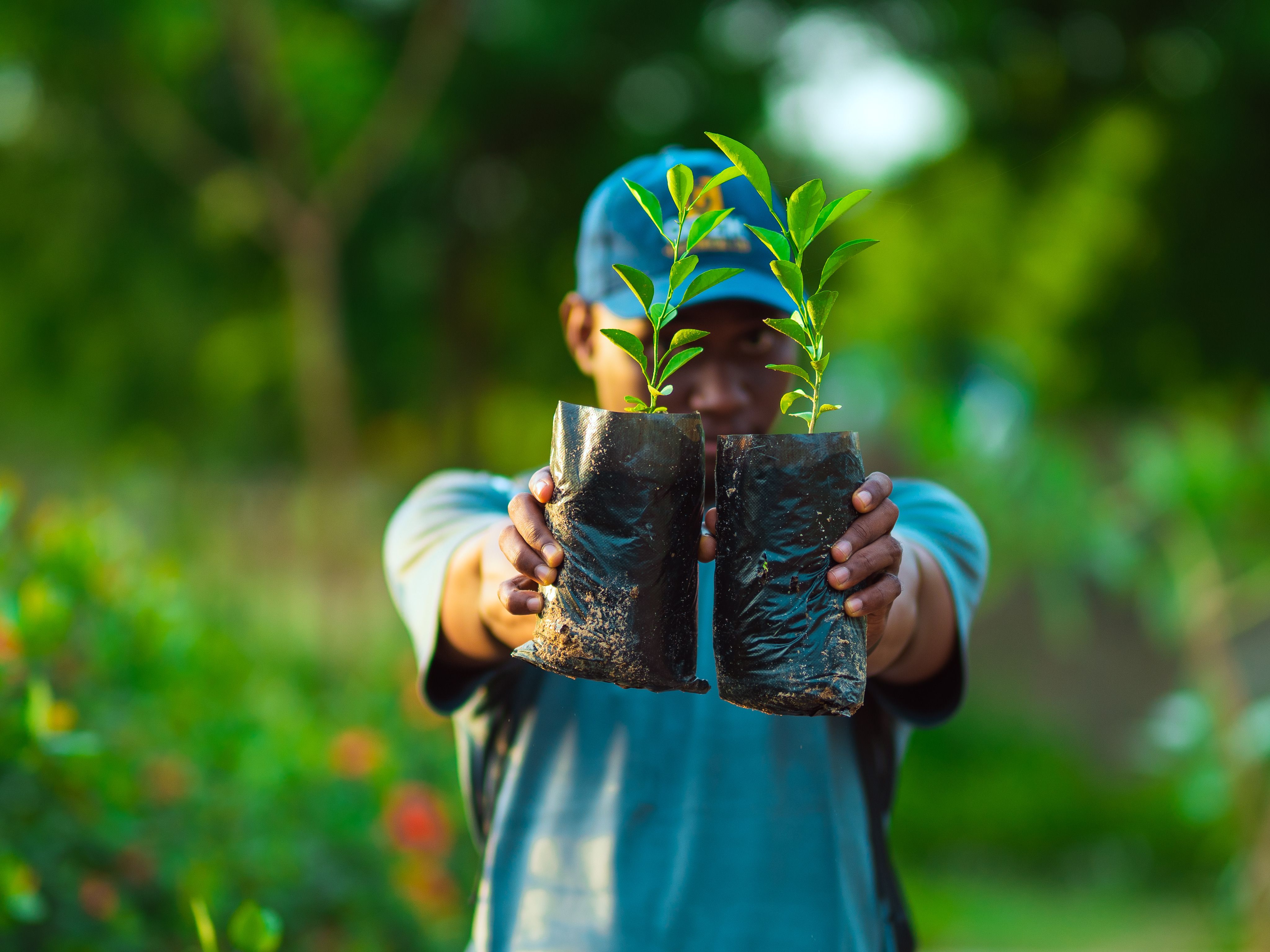 Plant Care