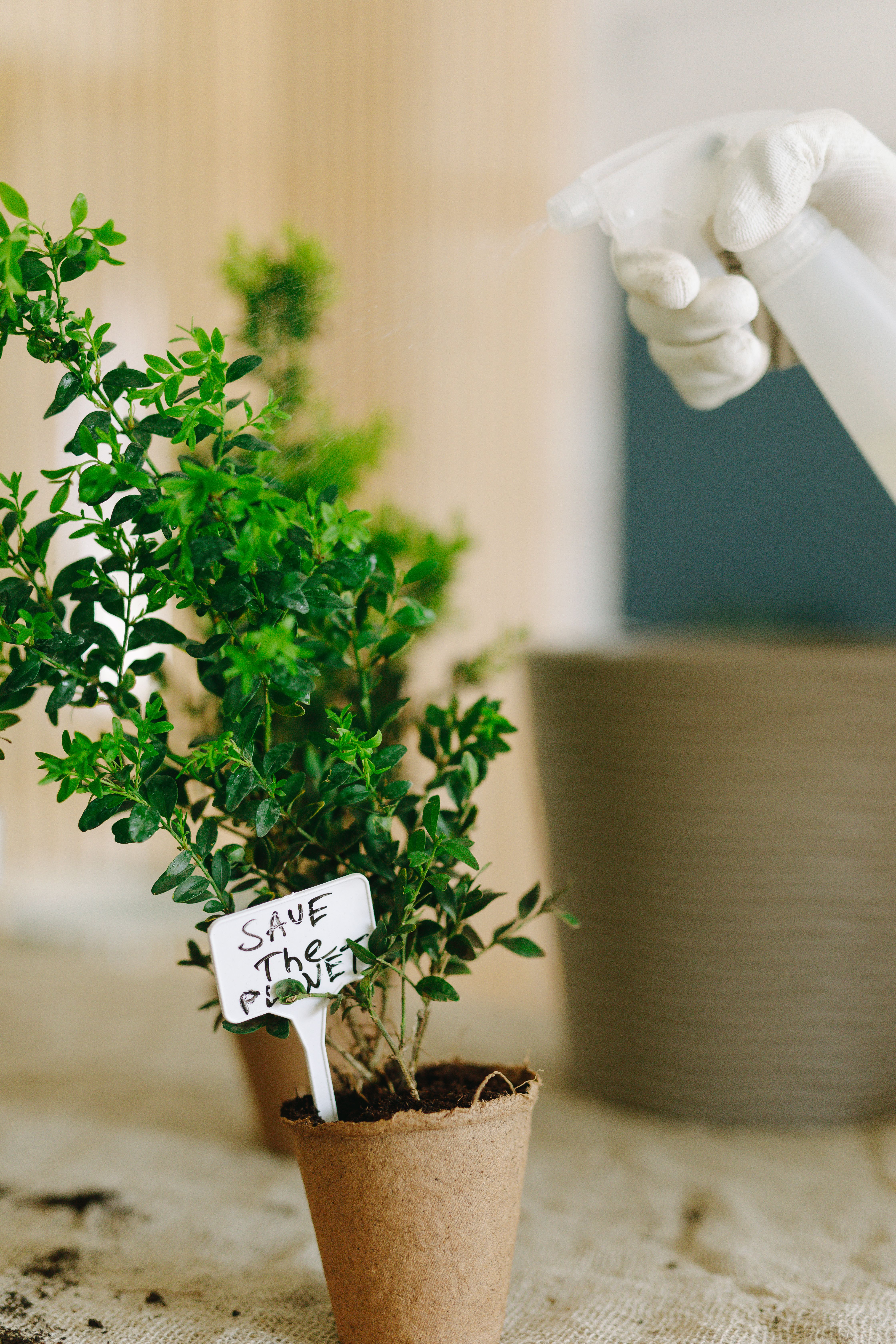 Tree Plantation Drive