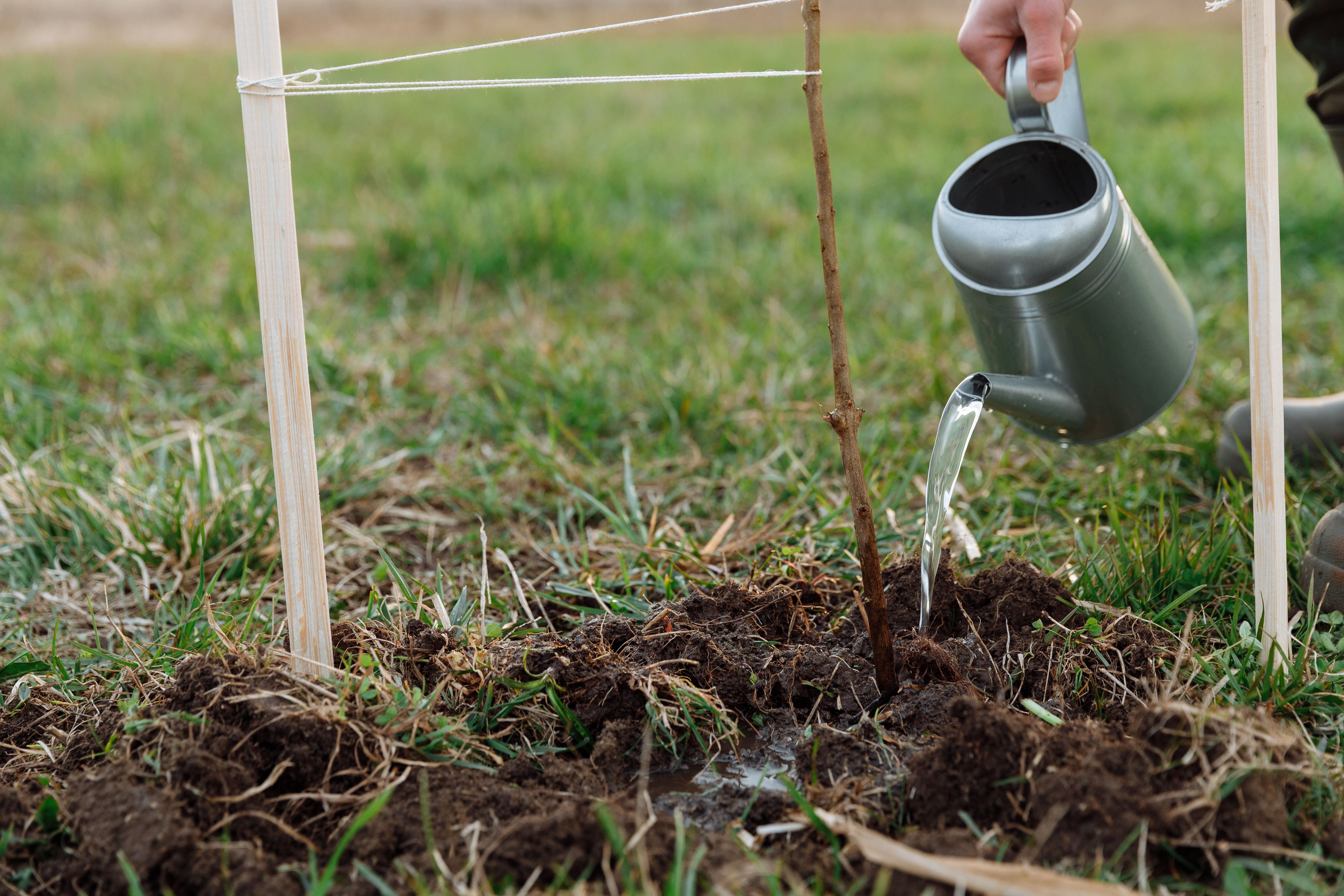 Growing Green Spaces