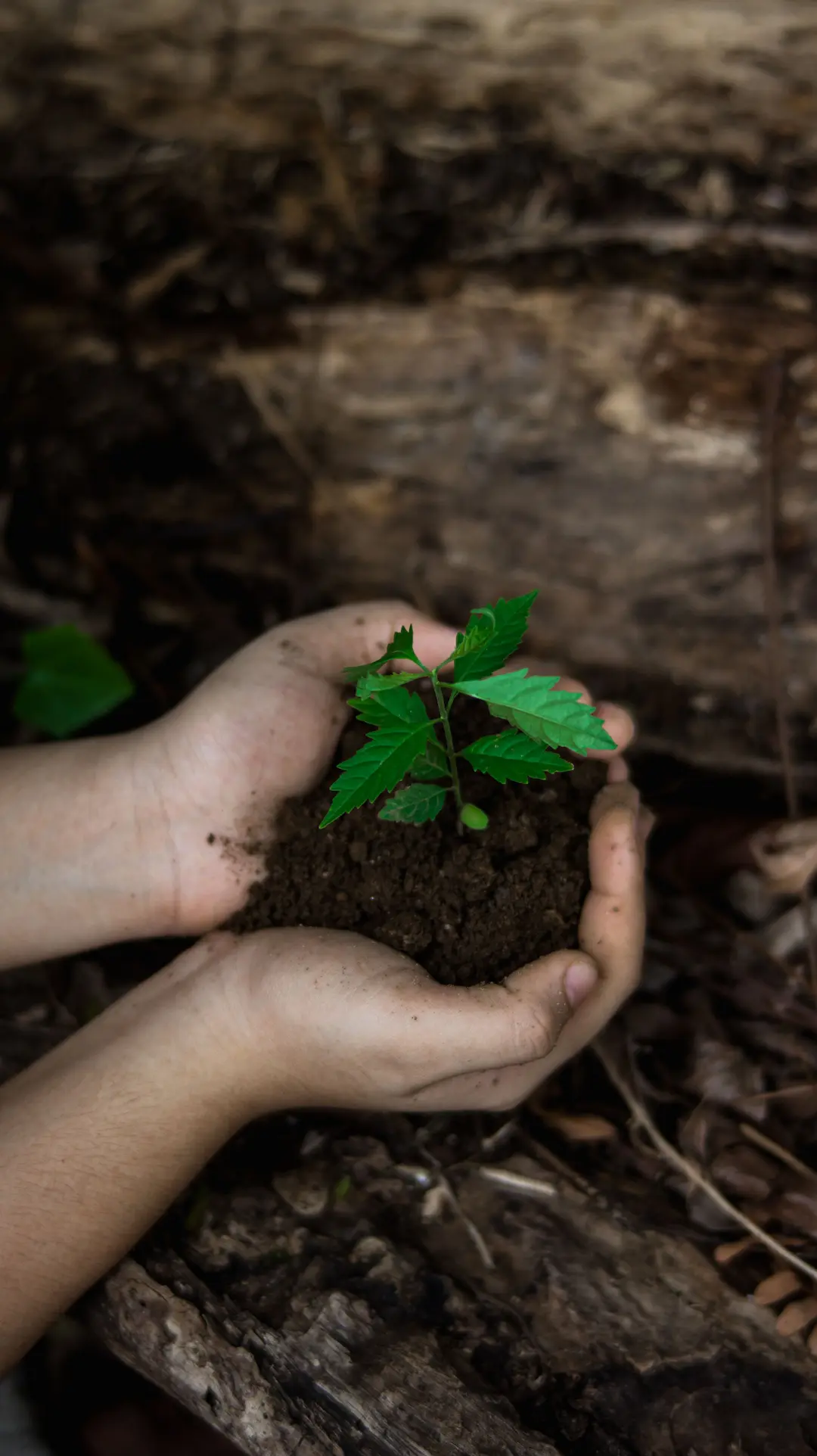 Environment conservation and tree plantation